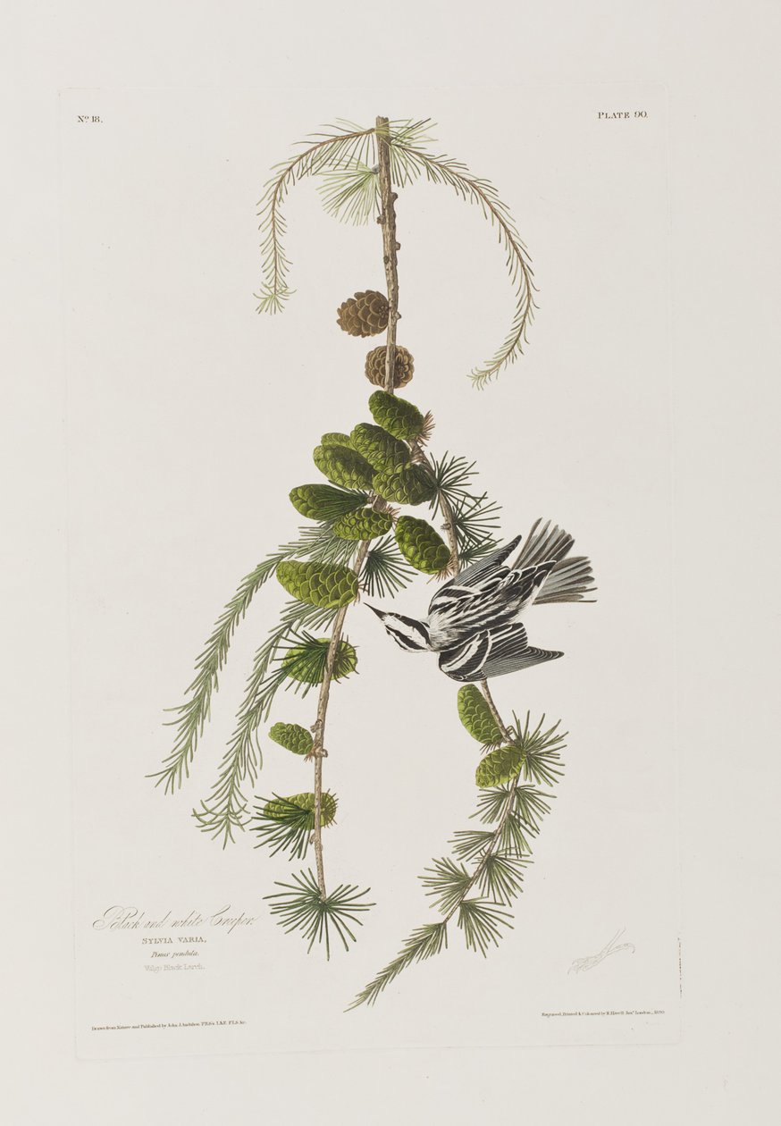Illustration aus 