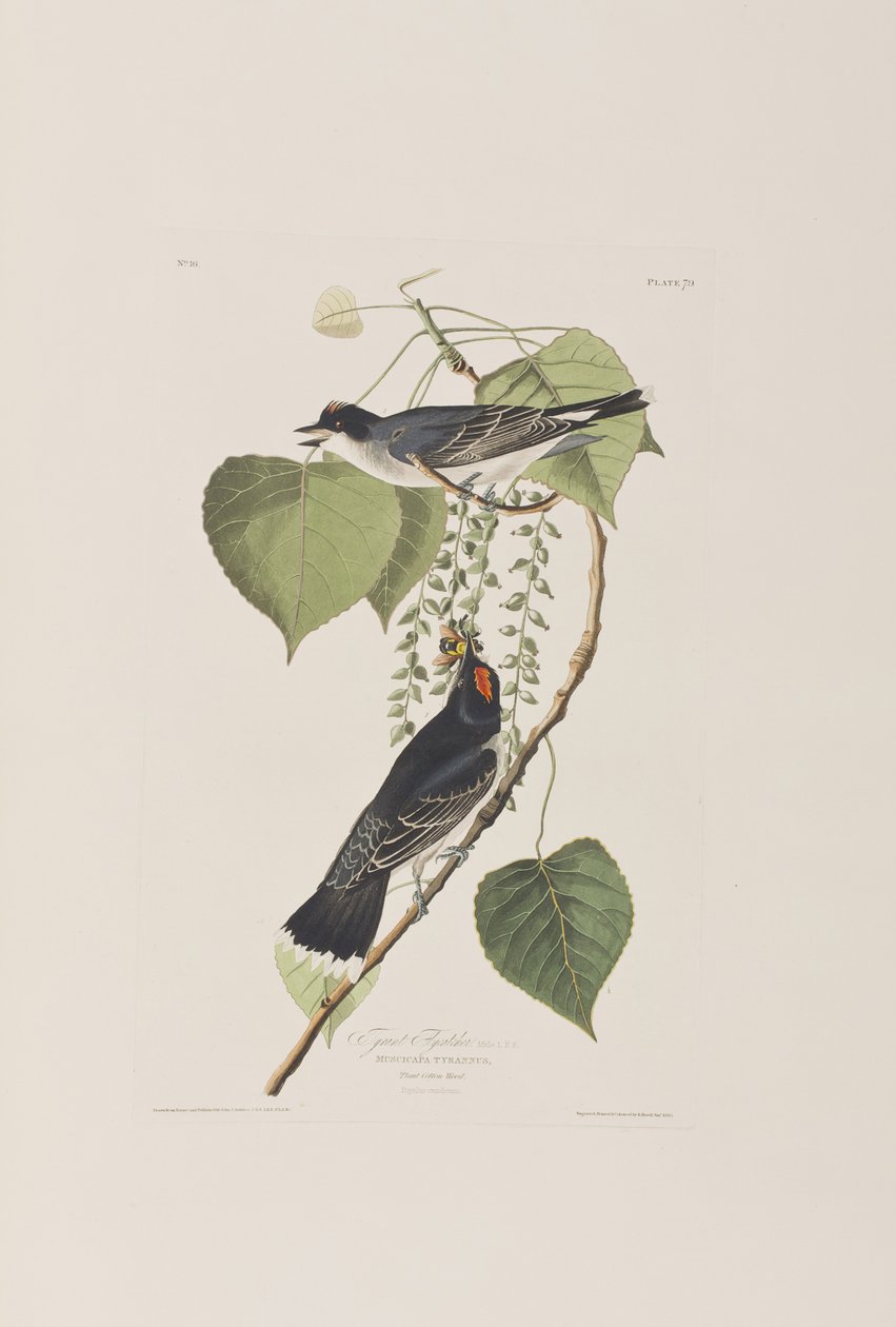 Illustration aus 