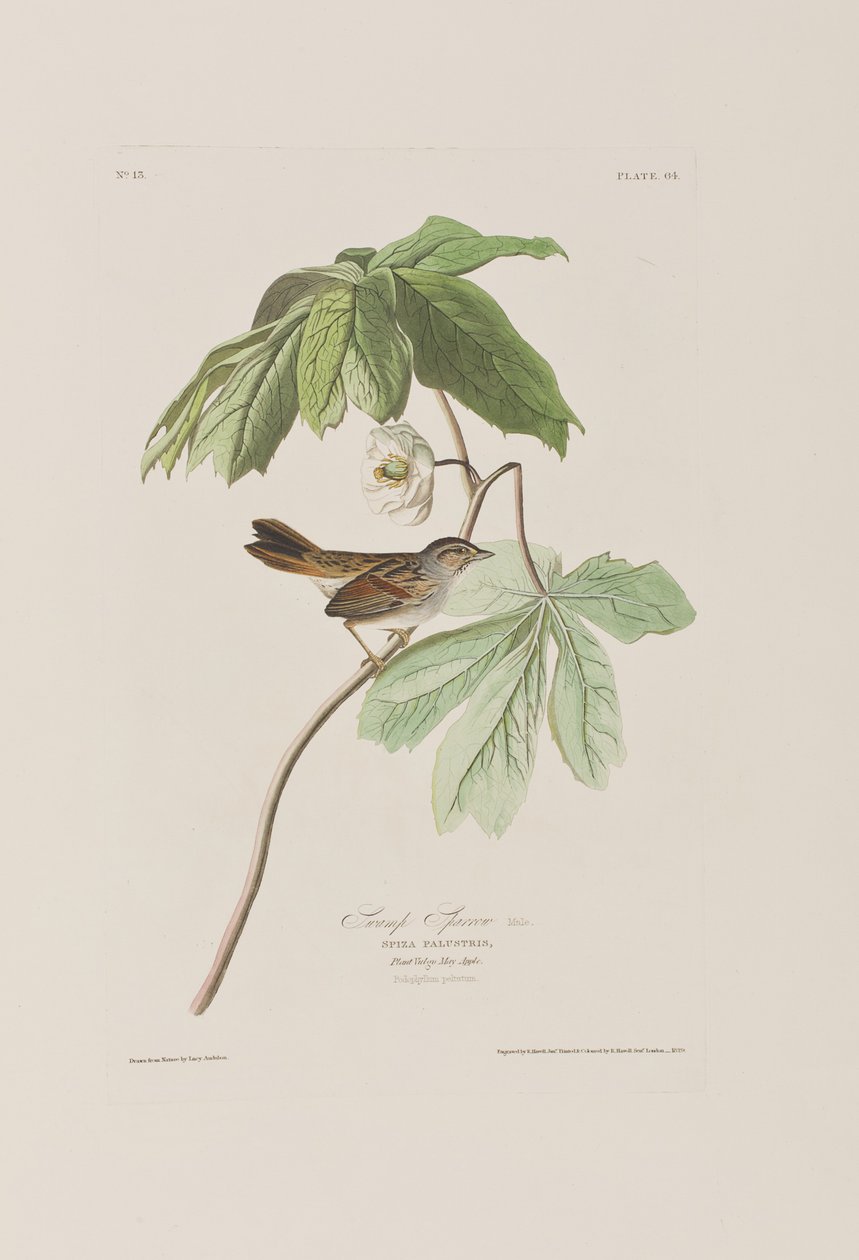 Illustration aus 