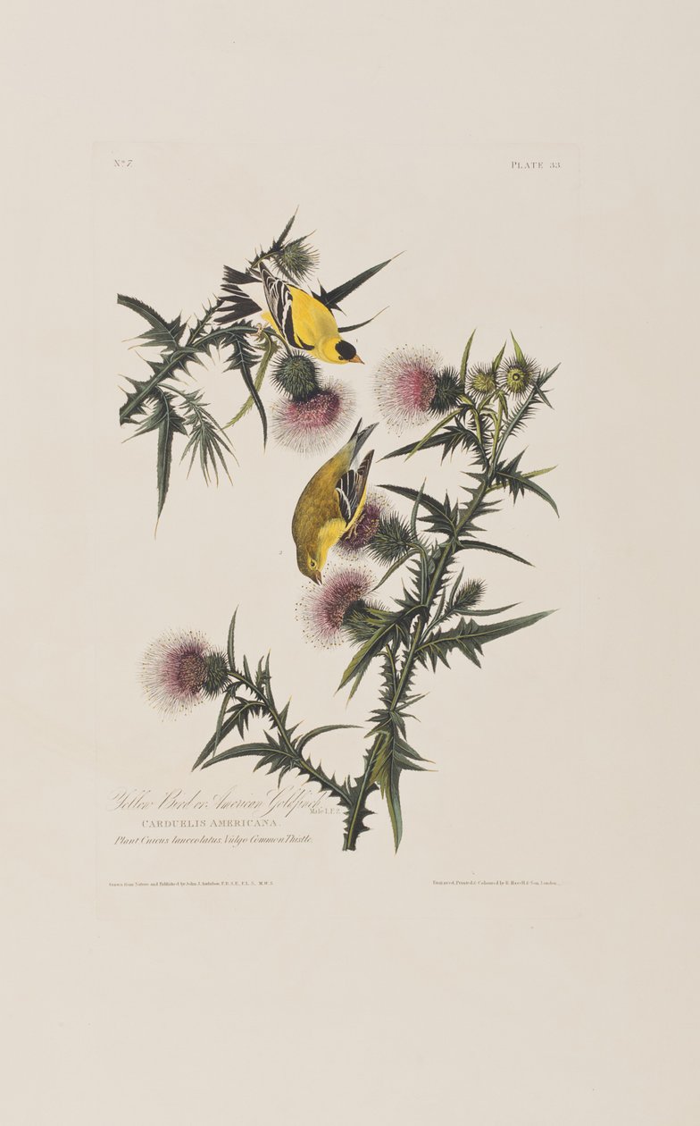 Illustration aus 