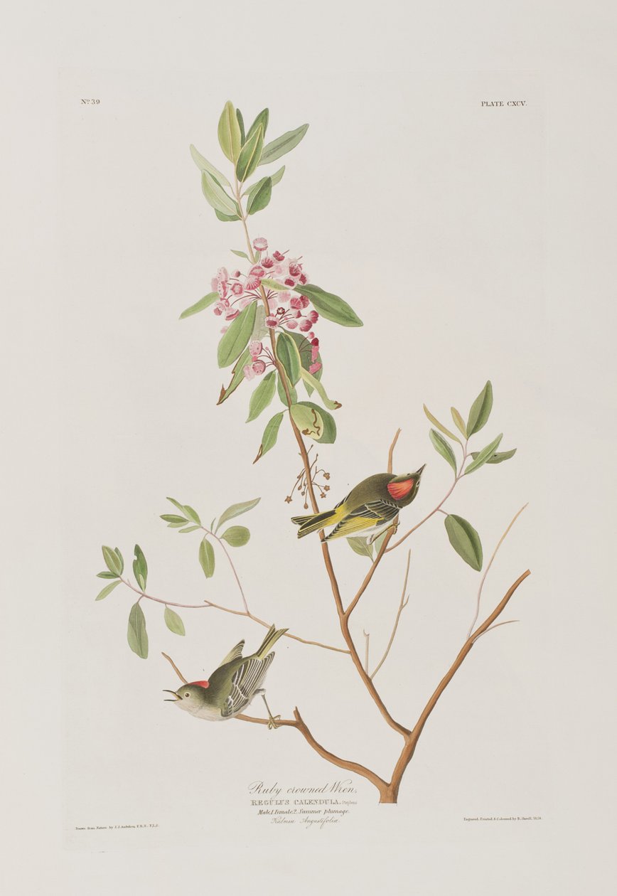 Illustration aus 
