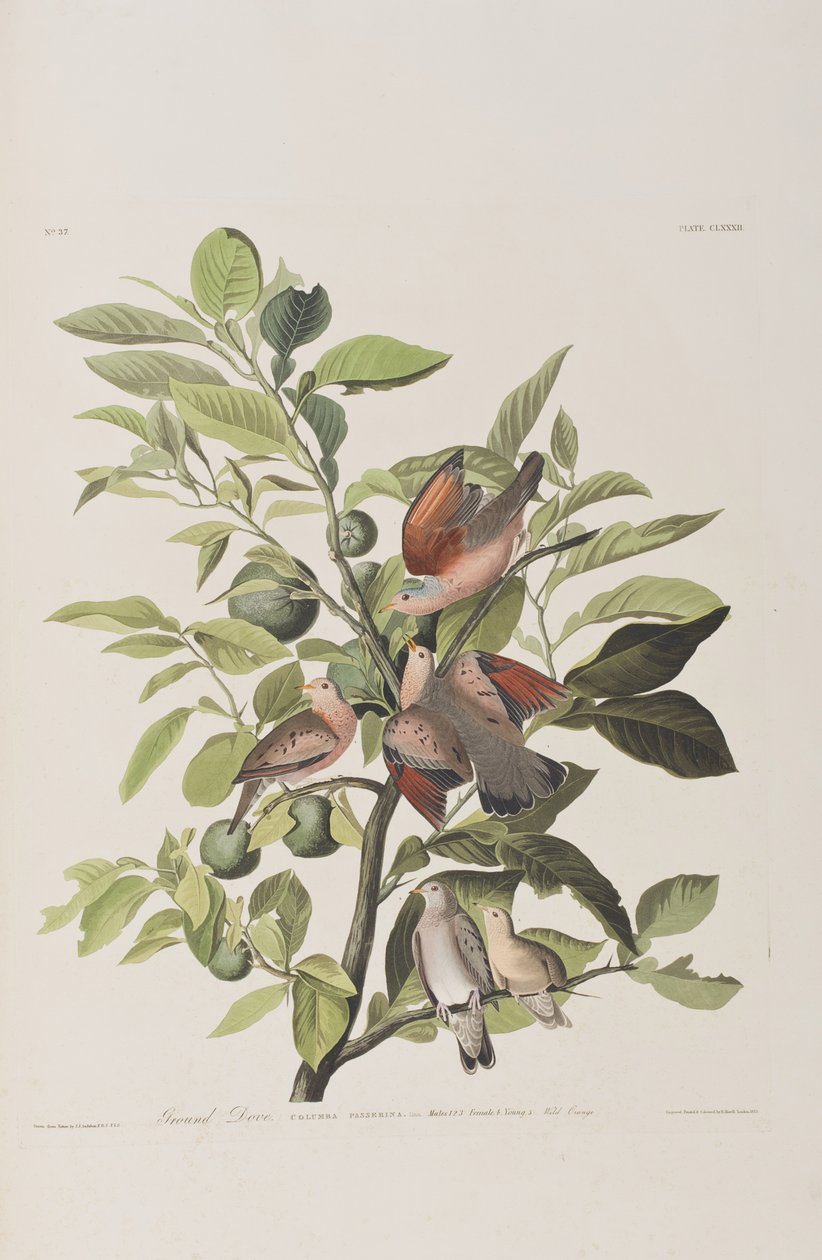 Illustration aus 