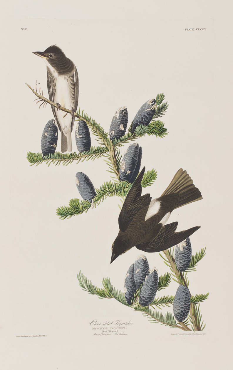 Illustration aus 