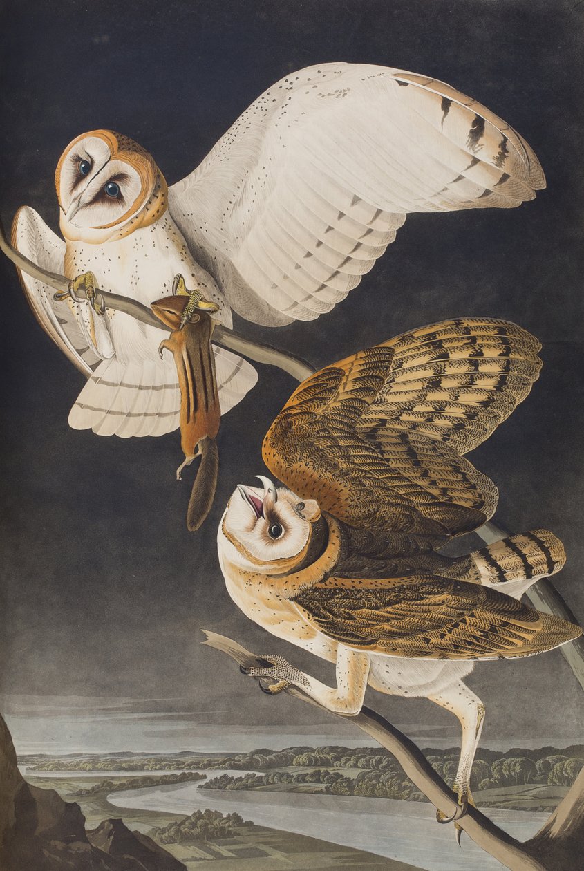 Illustration aus 
