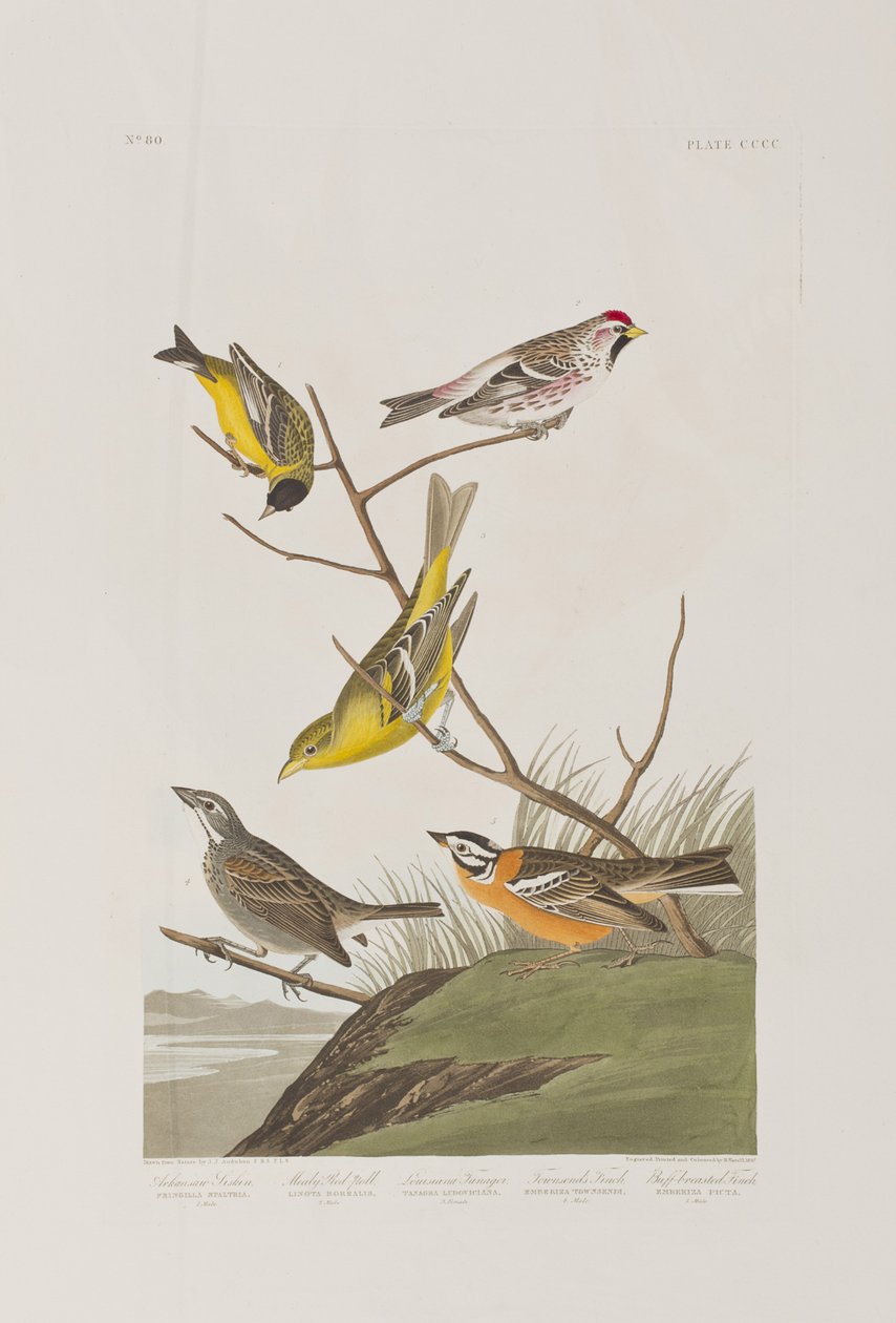 Illustration aus 