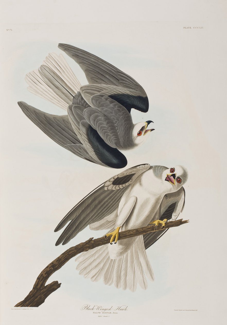 Illustration aus 