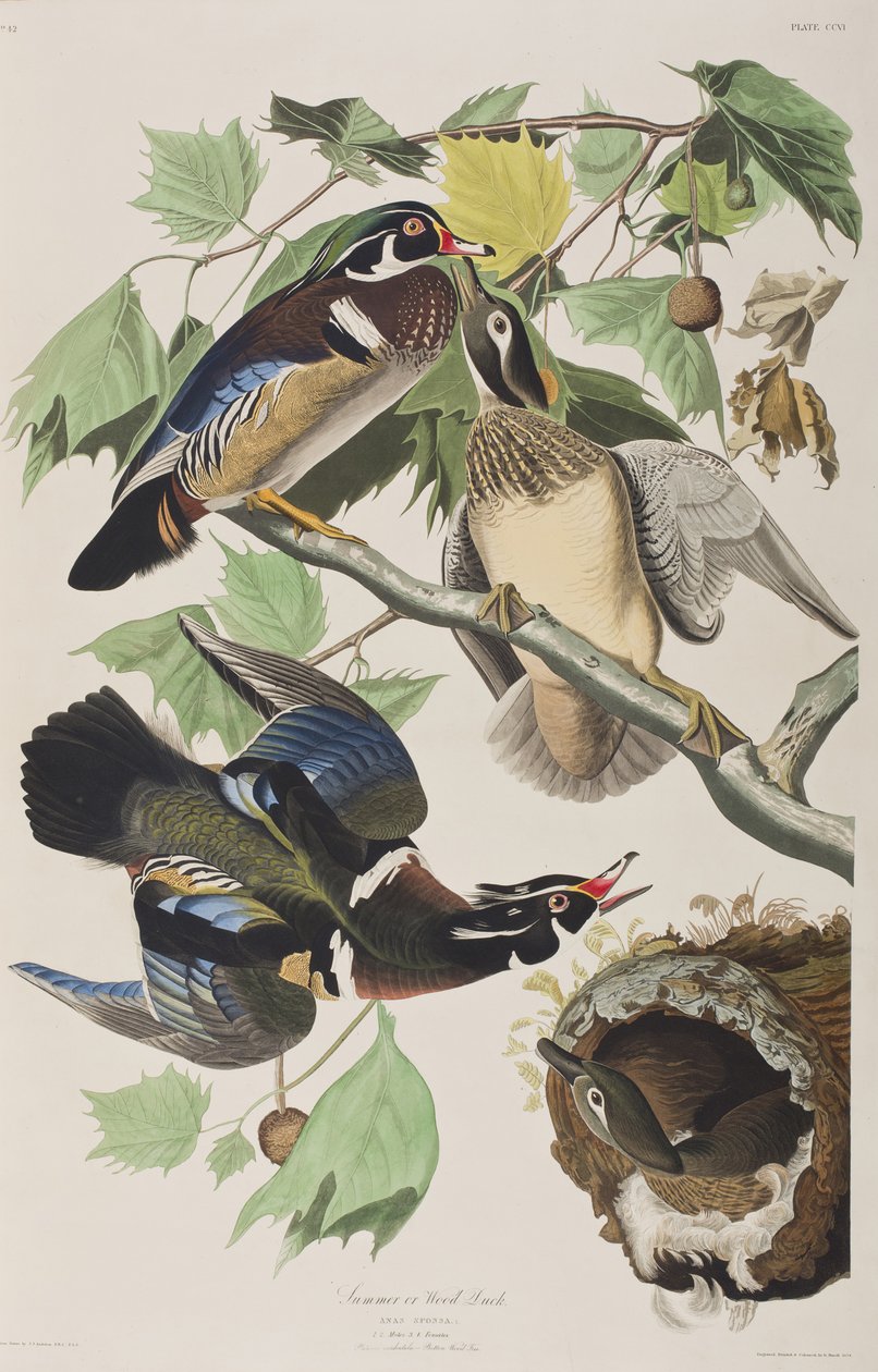 Illustration aus 