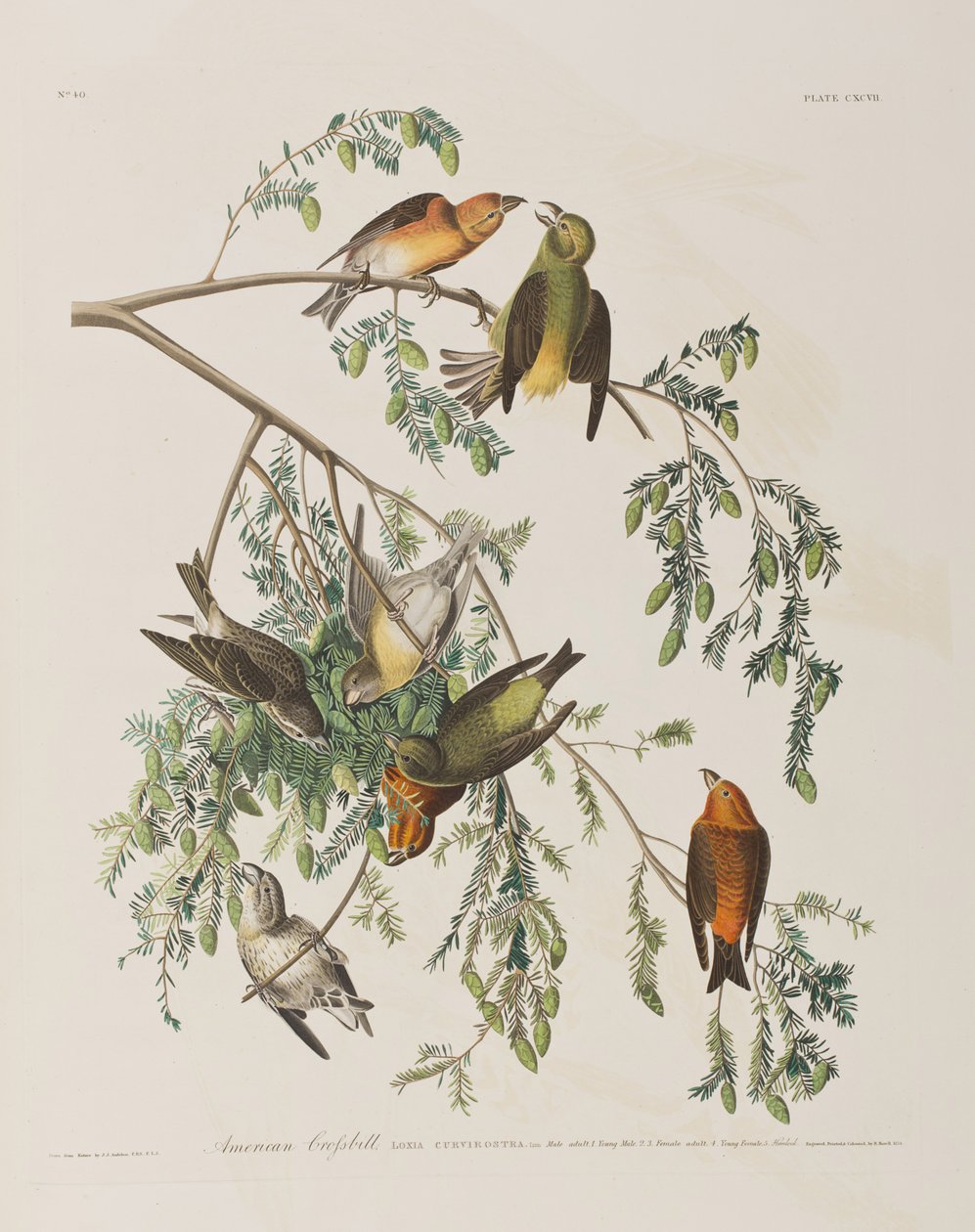 Illustration aus 