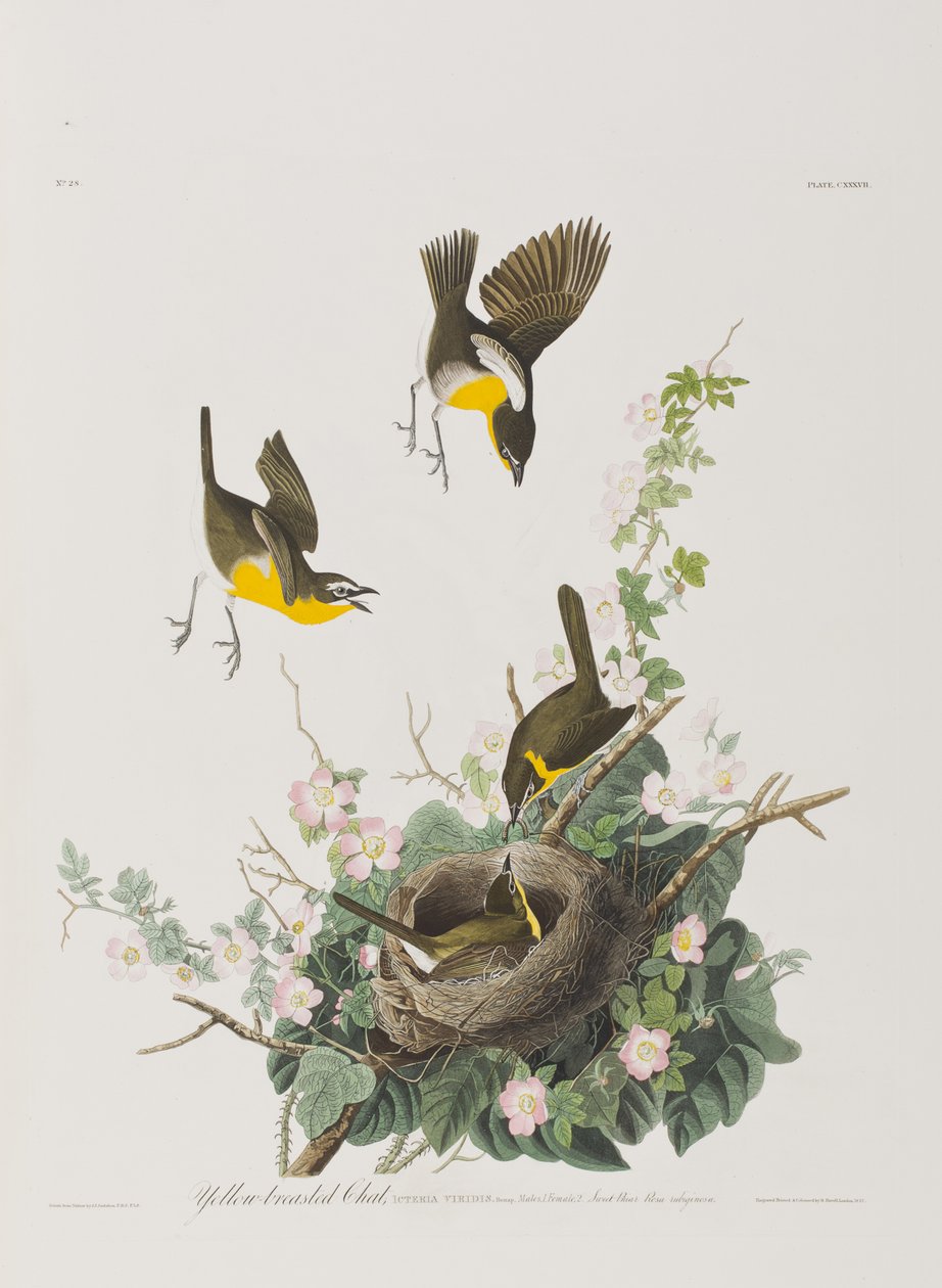 Illustration aus 
