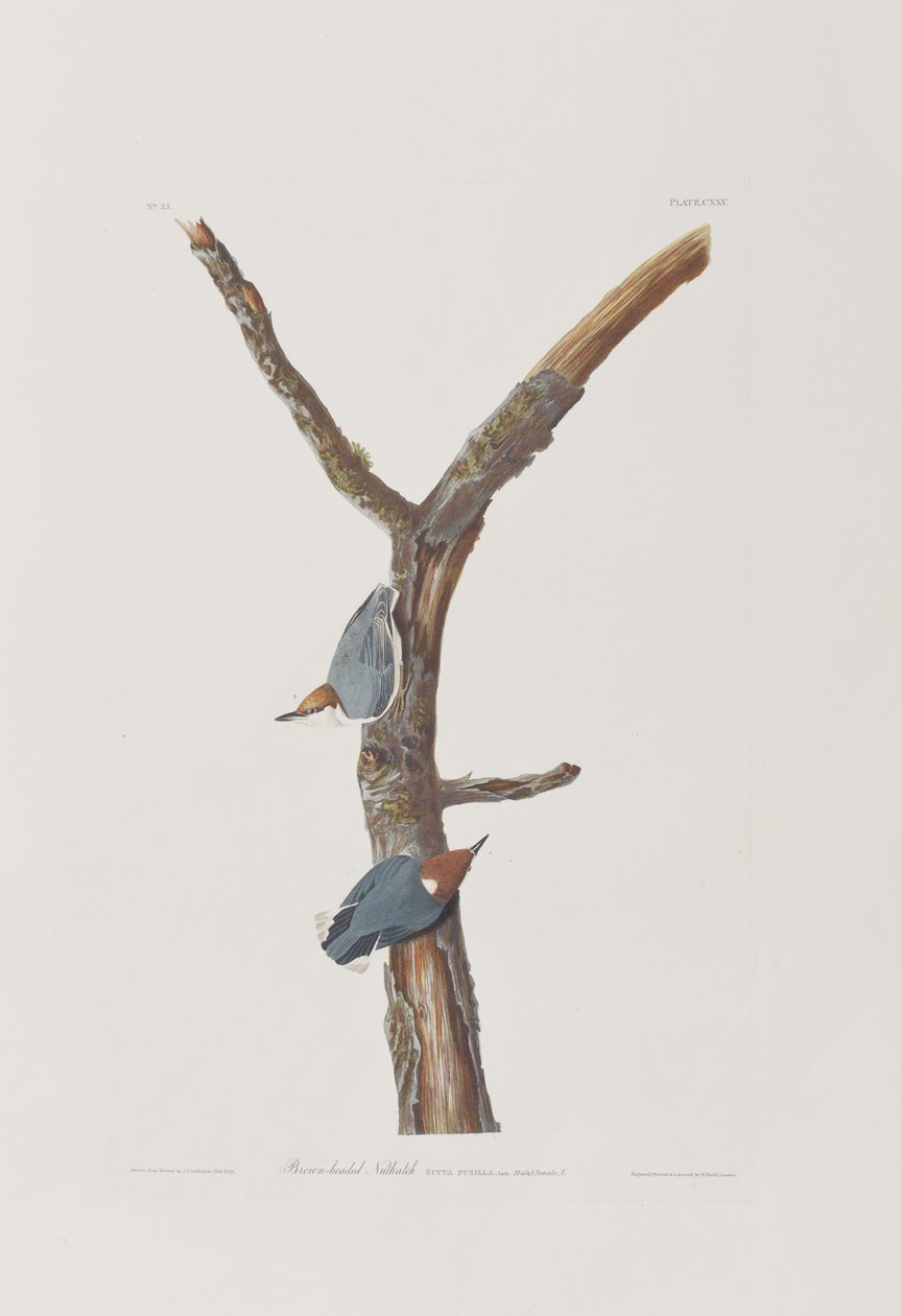 Illustration aus 