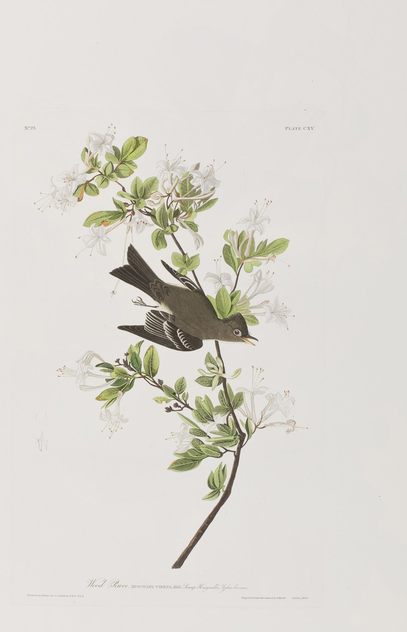Illustration aus 