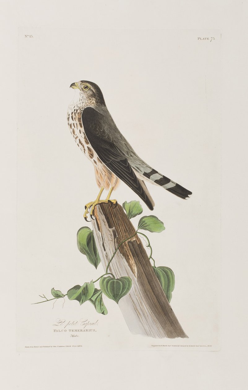 Illustration aus 