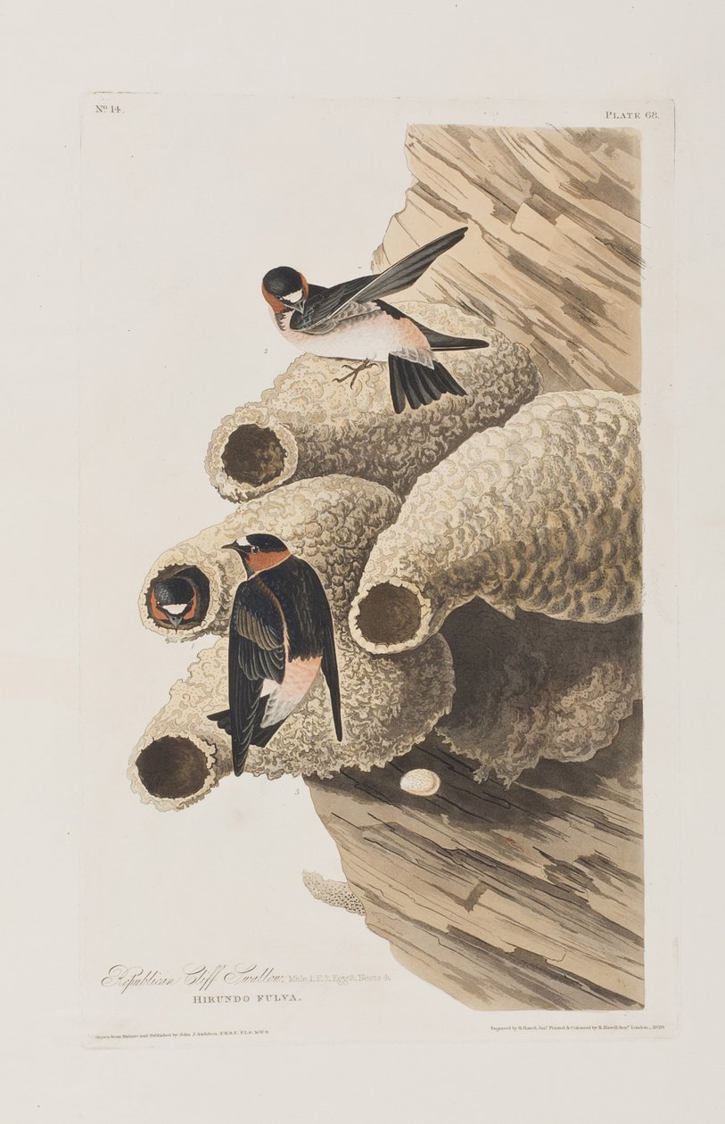 Illustration aus 