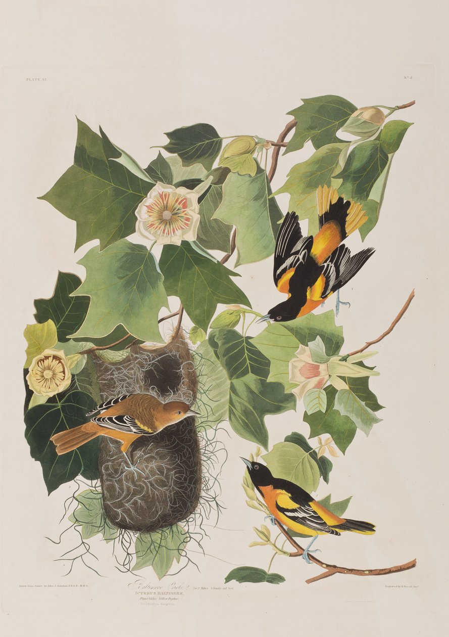 Illustration aus 