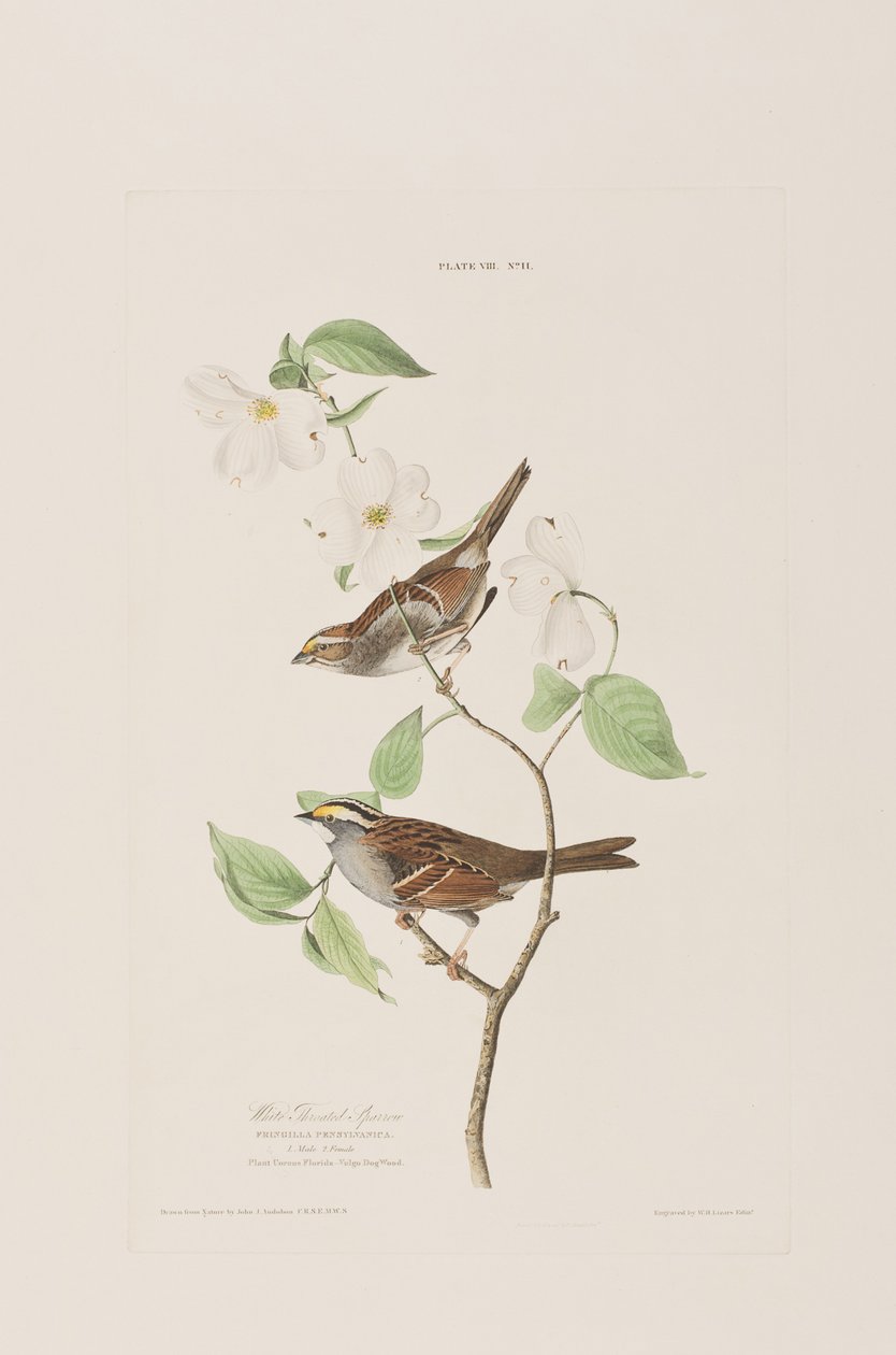 Illustration aus 