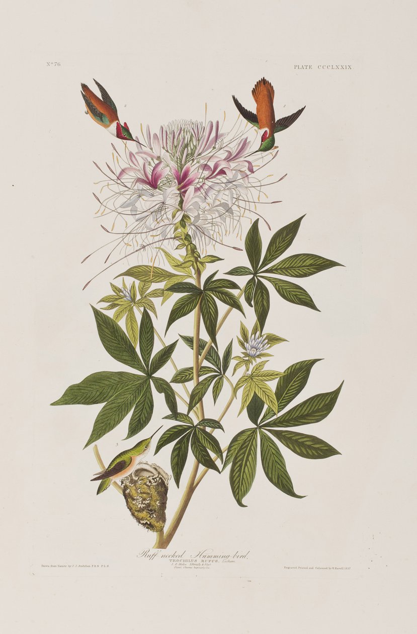 Illustration aus 
