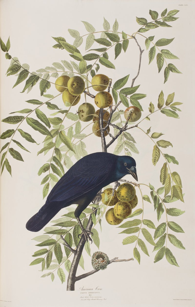 Illustration aus 
