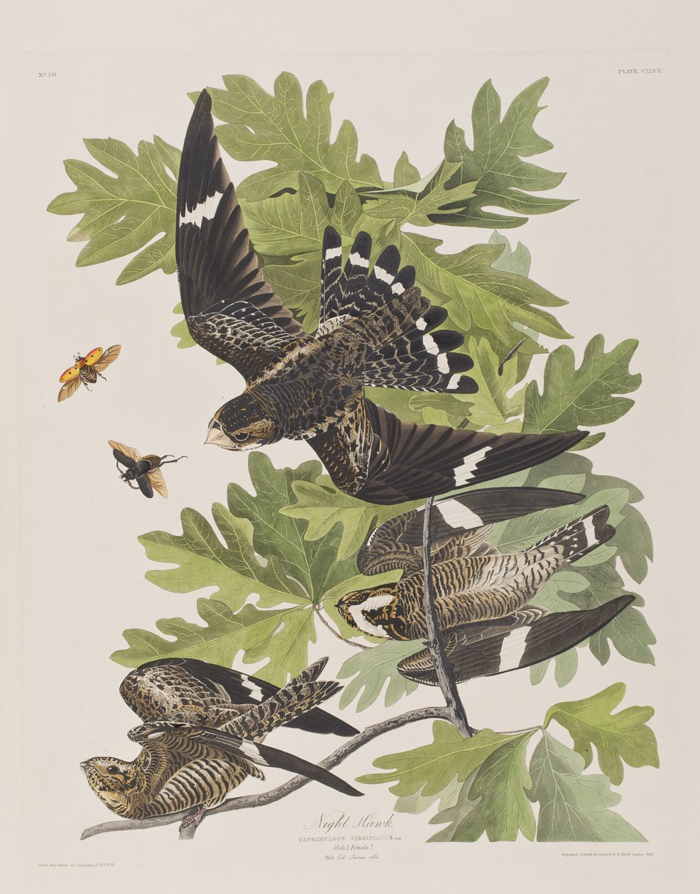 Illustration aus 