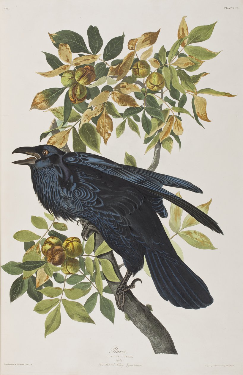 Illustration aus 