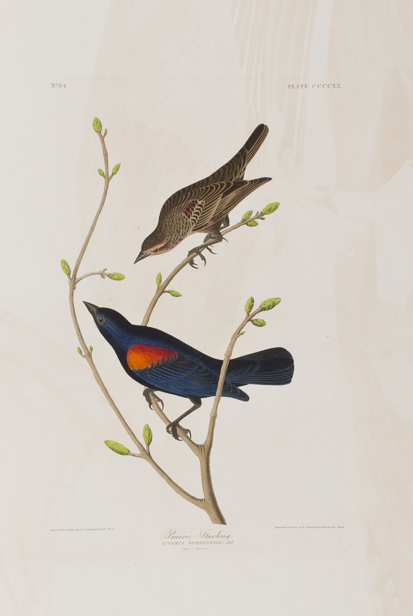 Illustration aus 