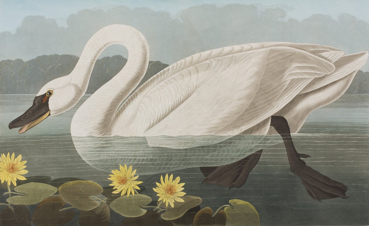 Illustration aus 
