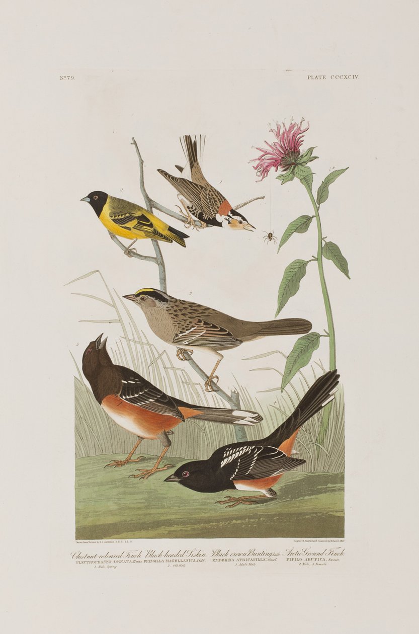 Illustration aus 