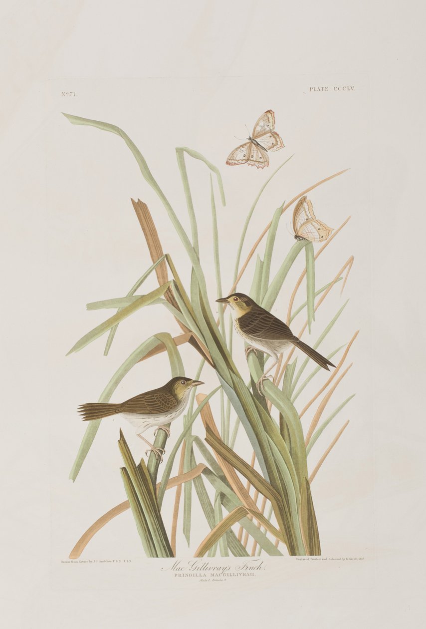 Illustration aus 