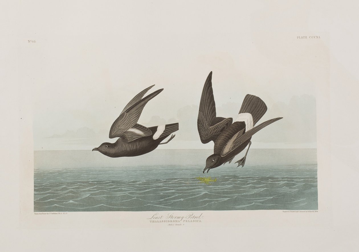 Illustration aus 