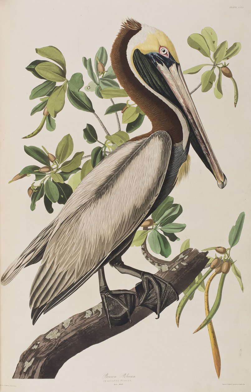 Illustration aus 