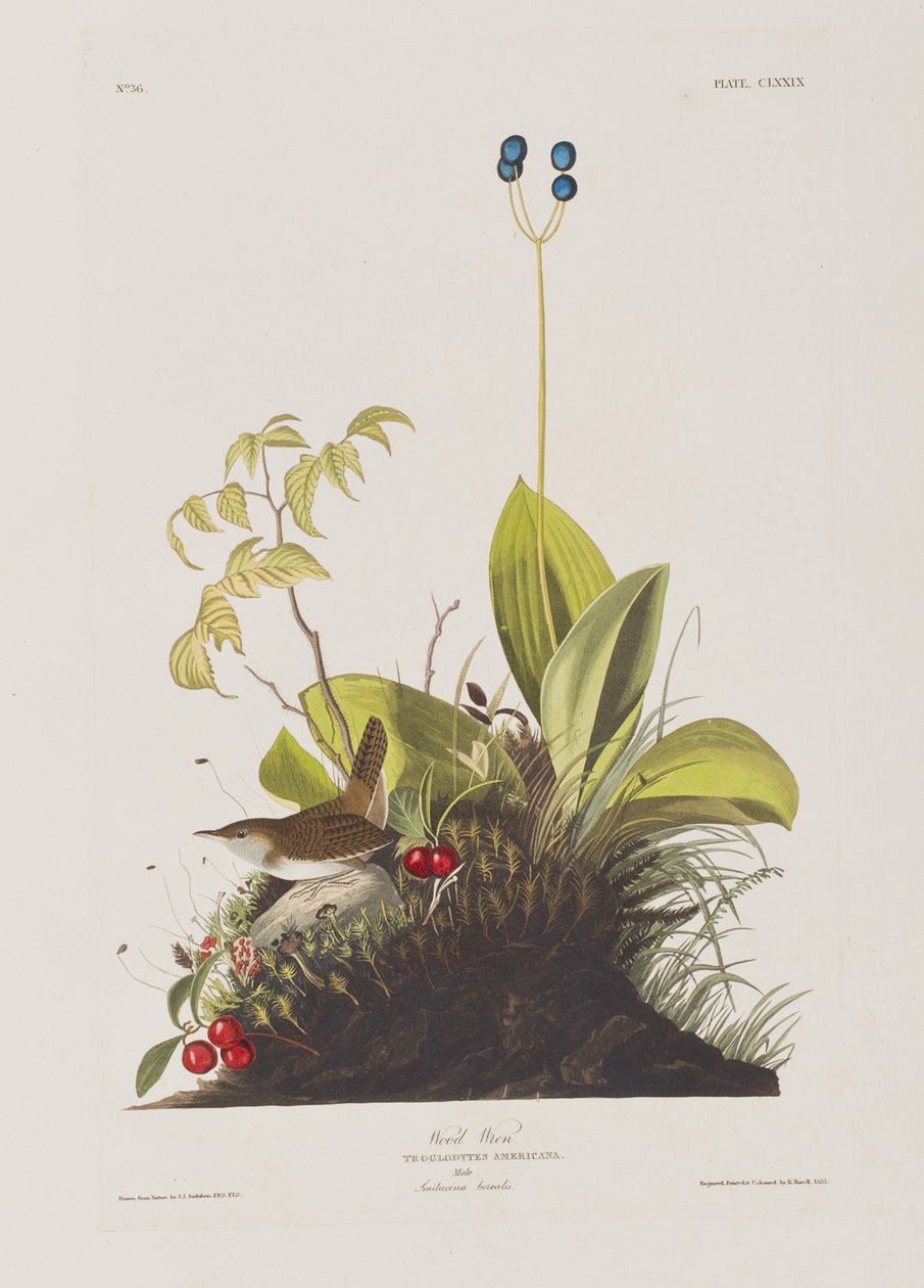 Illustration aus 
