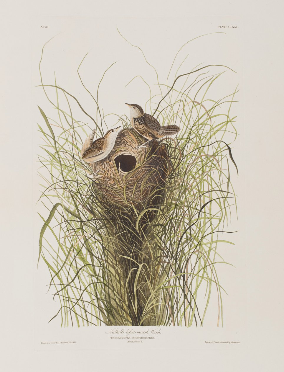 Illustration aus 