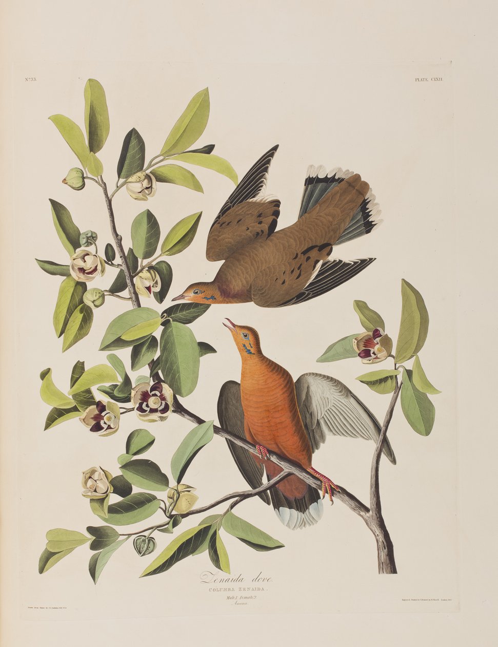 Illustration aus 