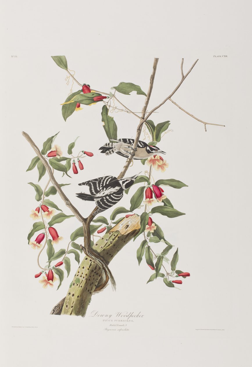 Illustration aus 