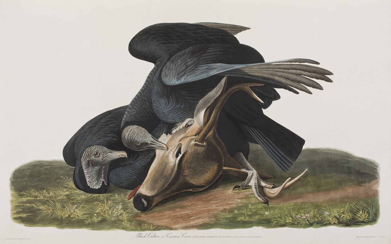 Illustration aus 