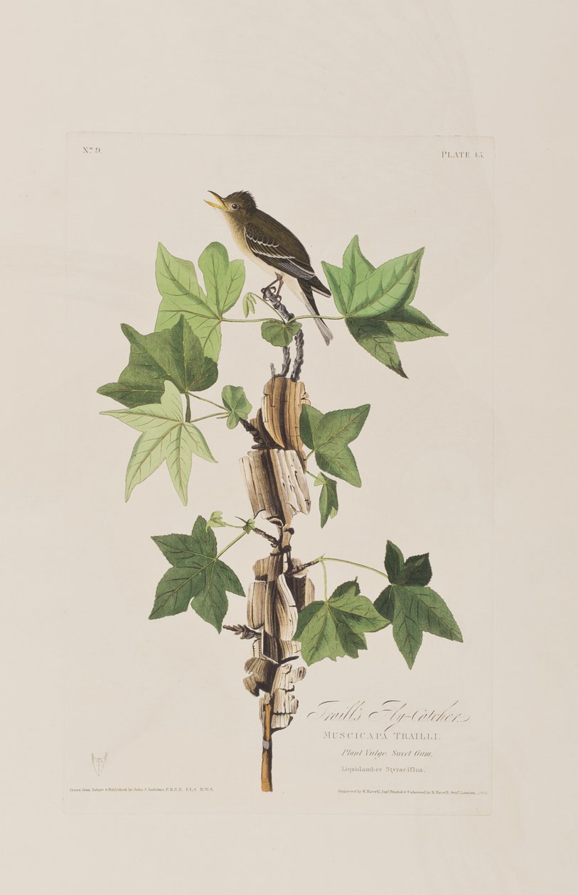 Illustration aus 
