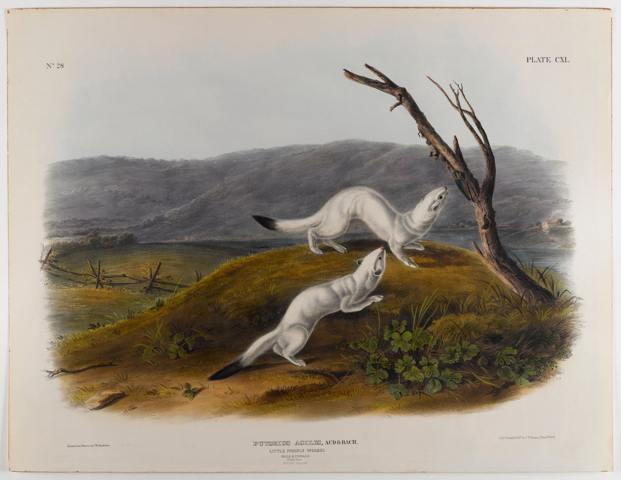 Kleine flinke Wiesel von John James Audubon