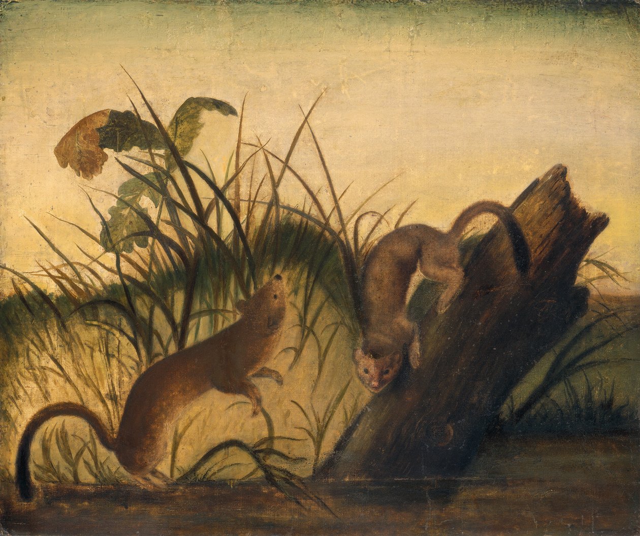 Langschwanzwiesel, ca. 1845 von John James Audubon