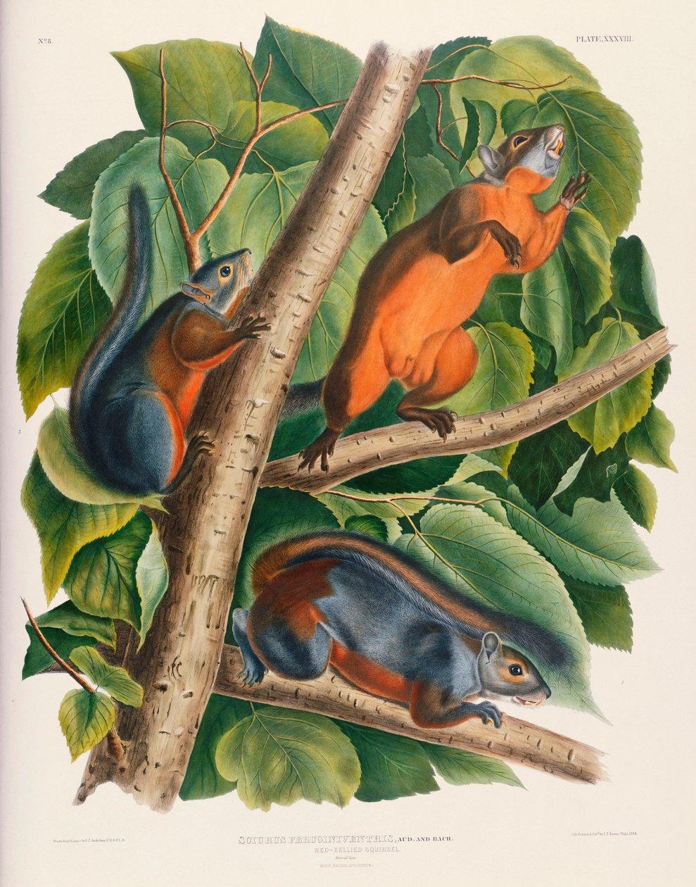 Rotbauchhörnchen von John James Audubon