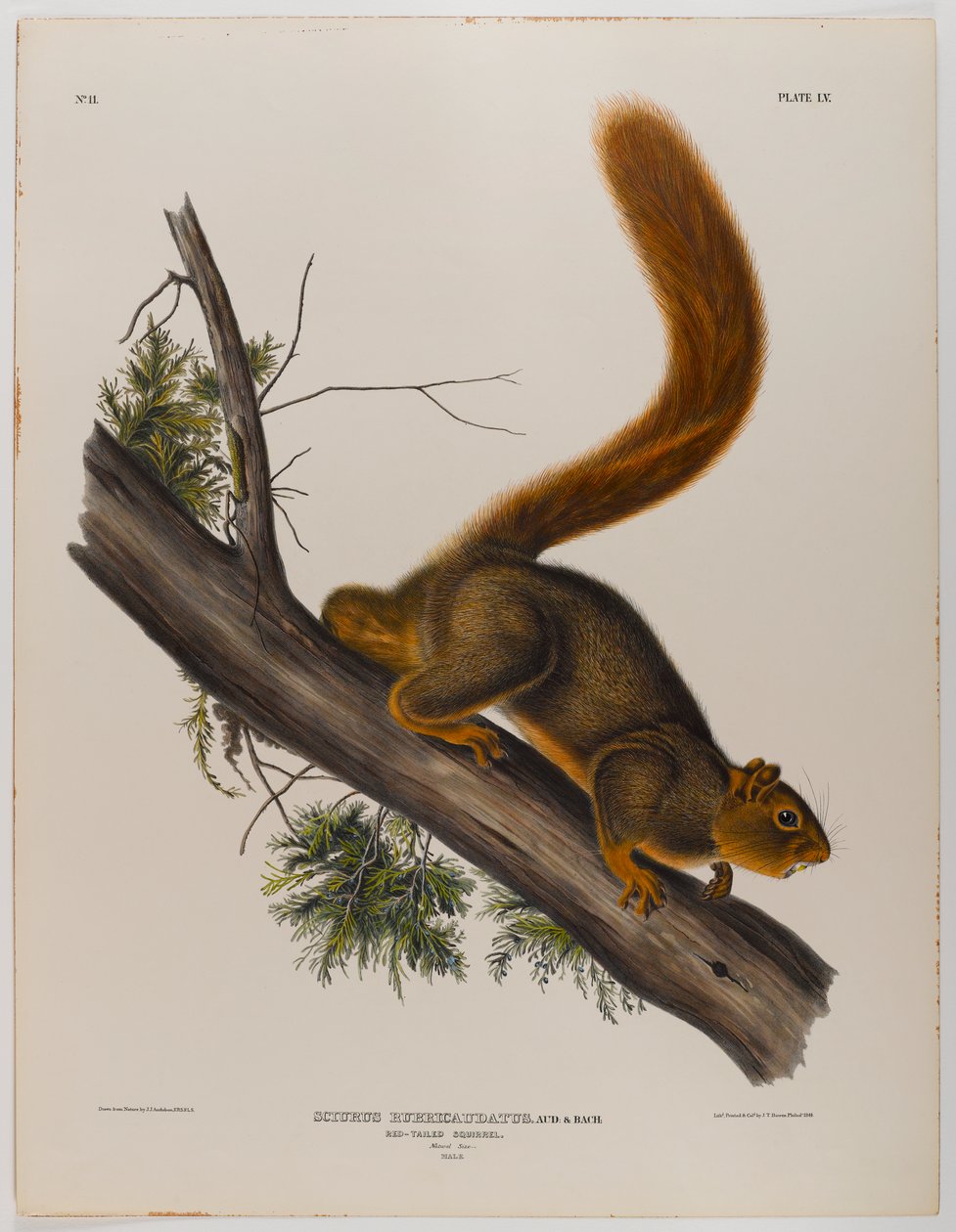 Rotschwanzhörnchen von John James Audubon