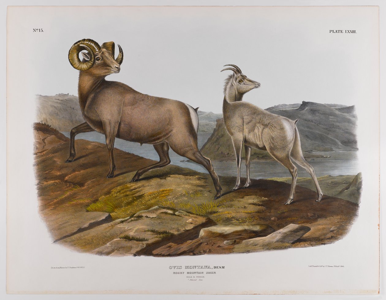 Rocky Mountain Schaf, 1845 von John James Audubon