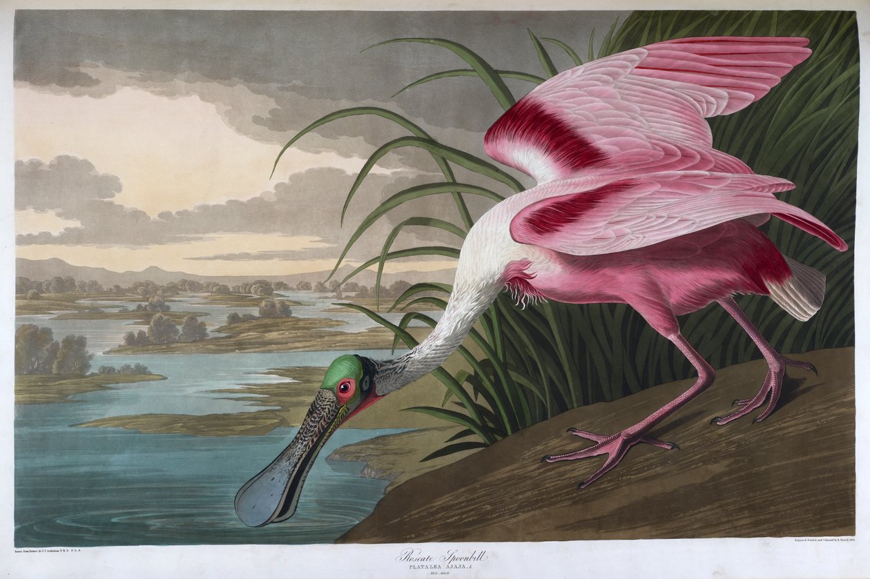 Rosalöffler. Männlicher Erwachsener von John James Audubon