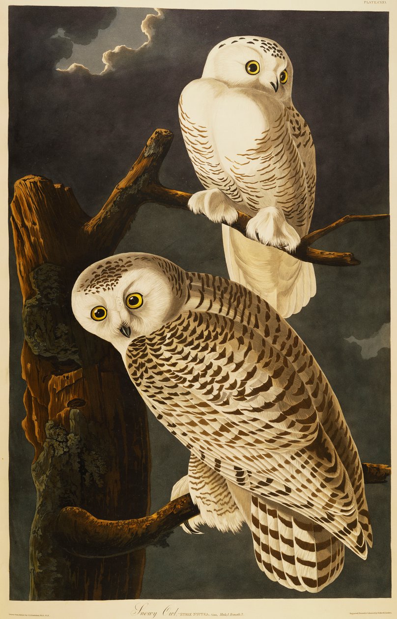 Schneeeule von John James Audubon