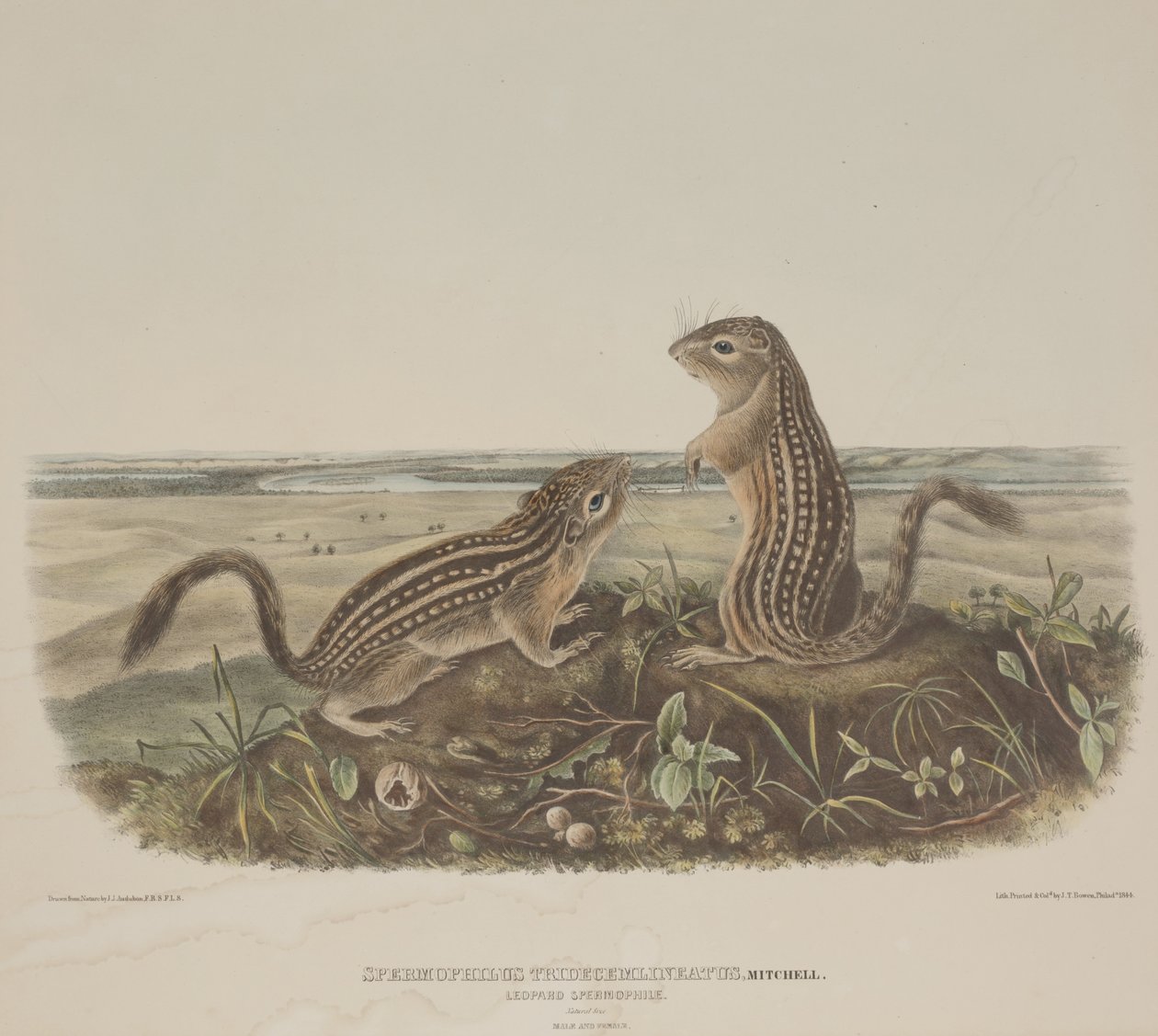 Spermophilus Tridecemlineatus (Zwei Leopardenhörnchen) von John James Audubon