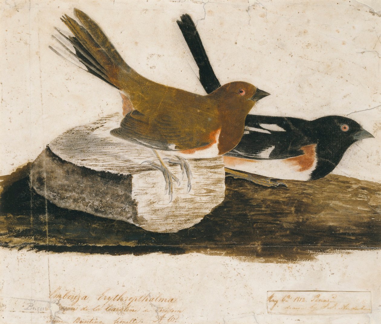 Towhee Ammer von John James Audubon