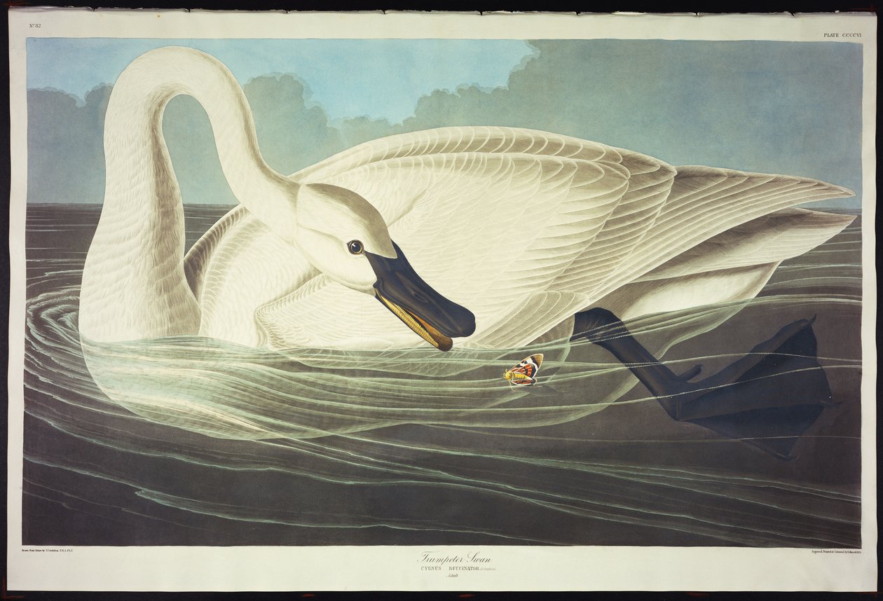 Trompeterschwan von John James Audubon