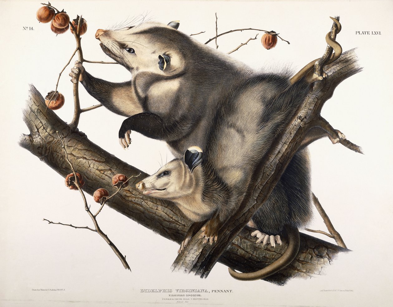 Virginischer Opossum, 1845 von John James Audubon
