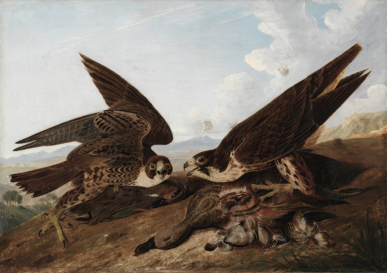 Wanderfalken (Entenbussarde) von John James Audubon