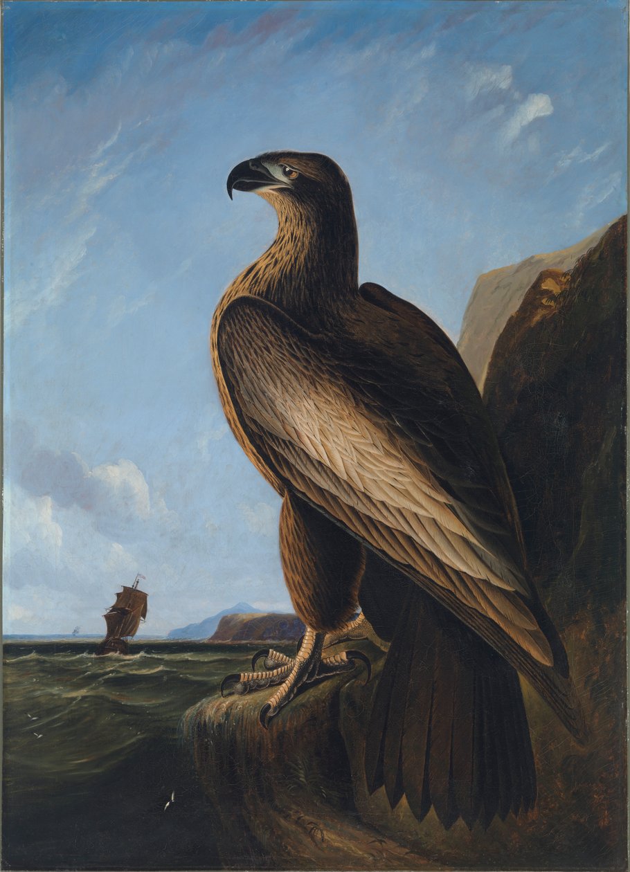 Washington-Seeadler, ca. 1836-1839 von John James Audubon