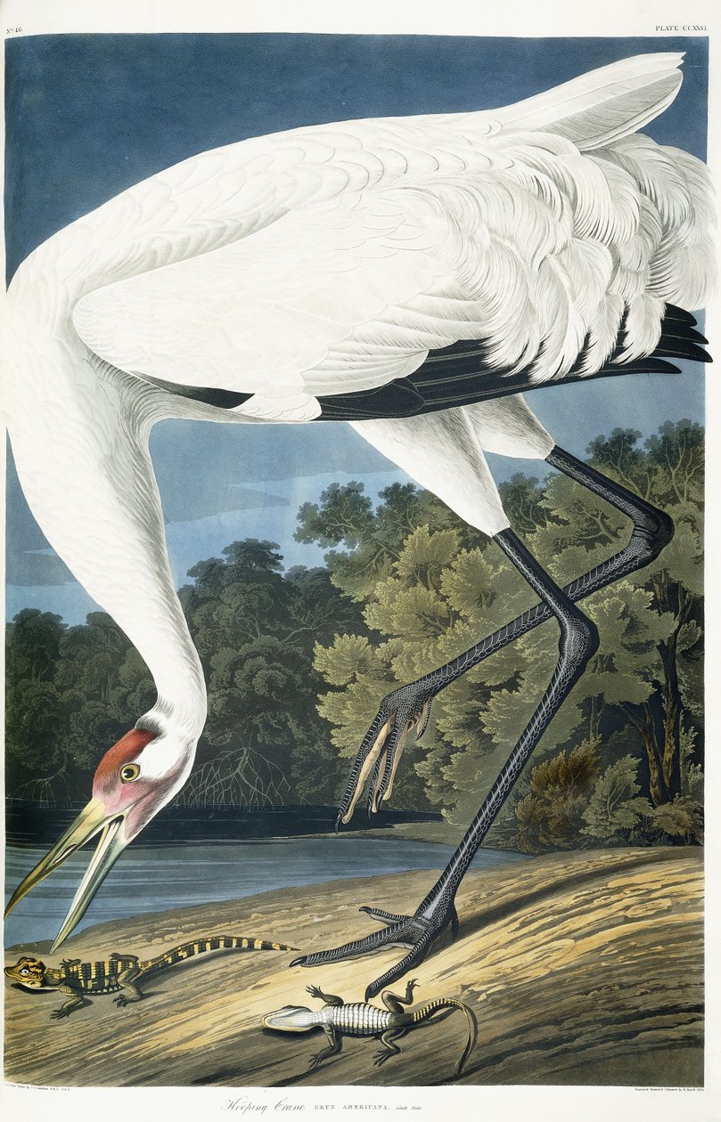 Schreikranich, erwachsenes Männchen, 1834 von John James Audubon