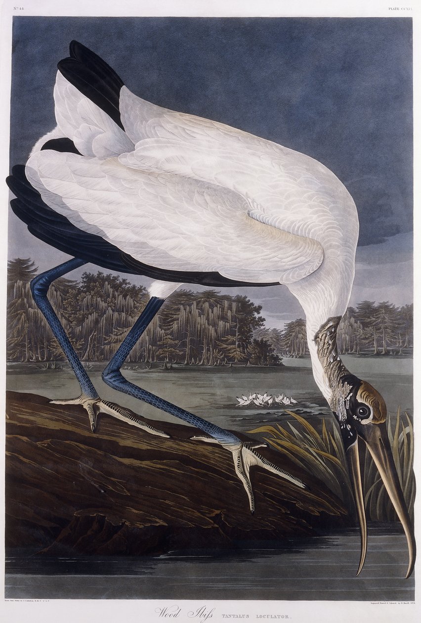 Waldstorch von John James Audubon